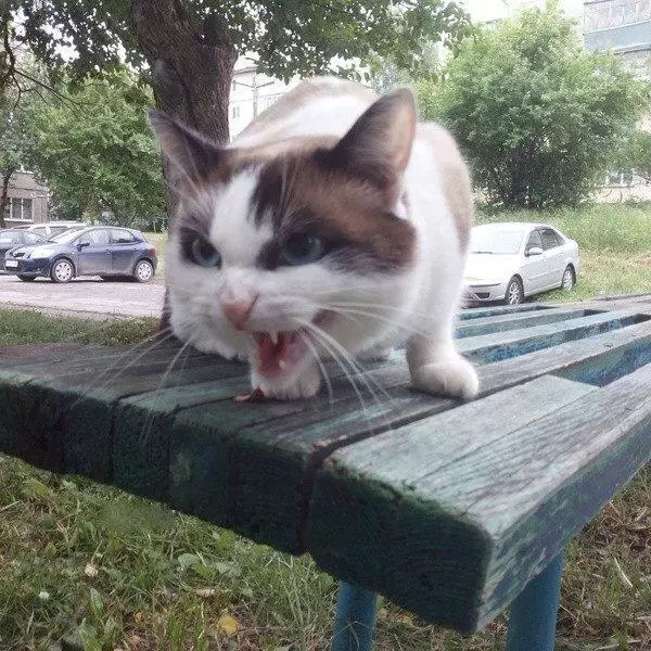 猫咪磕掉一点牙,猫咪磕掉半颗牙