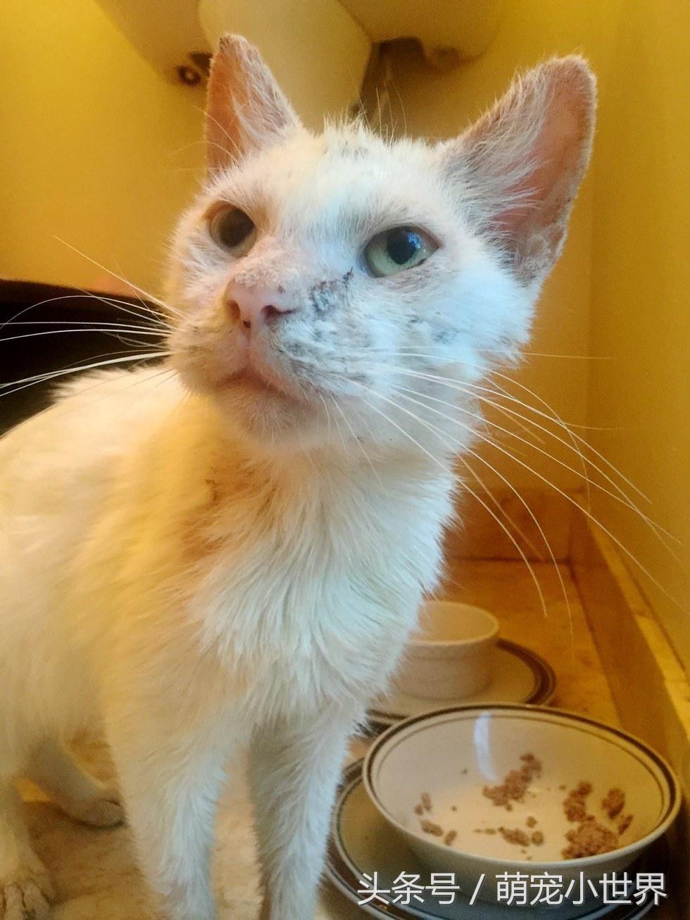 猫咪耳朵眼睛都结痂后看不见，治疗完一开眼才发现它是无价之宝