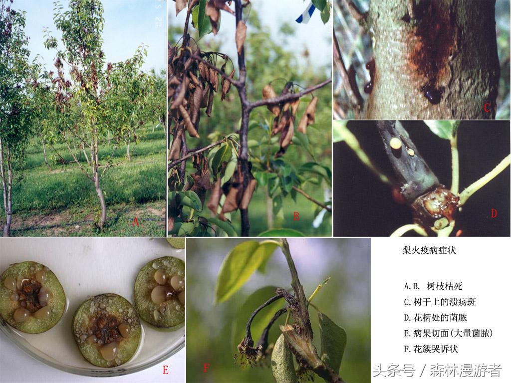 什么是梨树的火疫病,梨树火疫病偏方