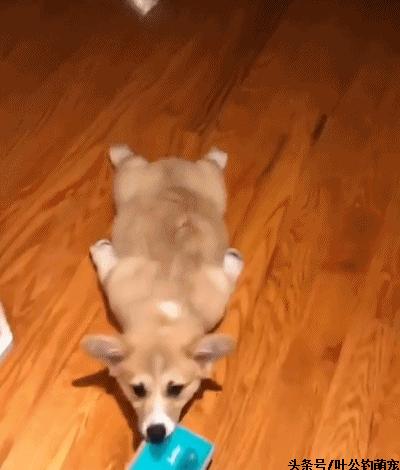 猫咪疼痛能睡着不,猫咪老是撅屁股来回蹭是怎么回事