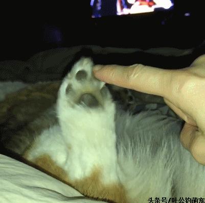 猫咪疼痛能睡着不,猫咪老是撅屁股来回蹭是怎么回事