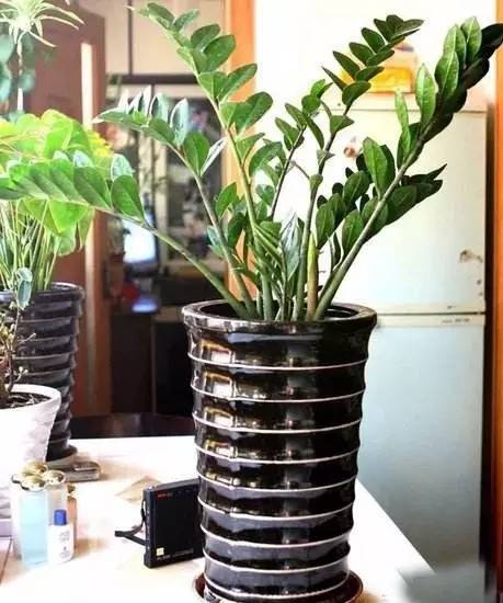 家有萌宠专治各种动物,家有萌宠专治什么病