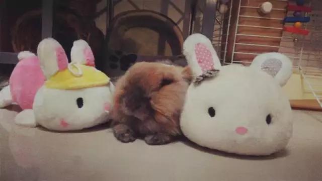 小兔砸月亮,小兔砸崽子