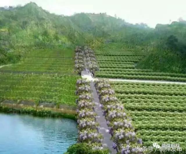 桐梓九坝红豆杉树,桐梓九坝红豆杉