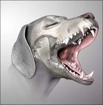 狗狗双排牙有什么影响吗,狗狗长了双排牙可以自行脱落吗