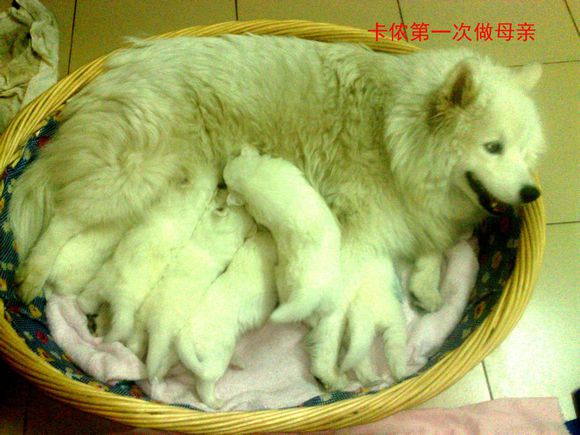 萨摩耶养了九年去世,萨摩耶临终感人视频