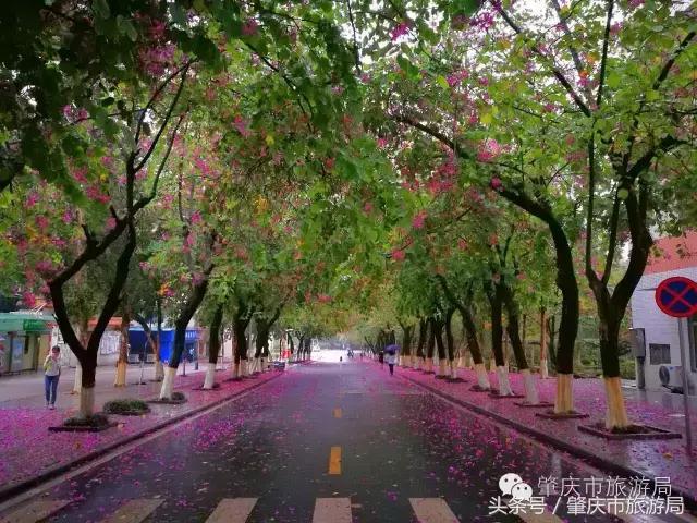 肇庆最好的学院有哪几个,肇庆市最美学校