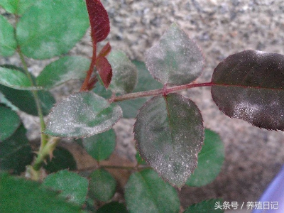 花卉喝点醋，黄叶变绿叶，病虫去无踪！