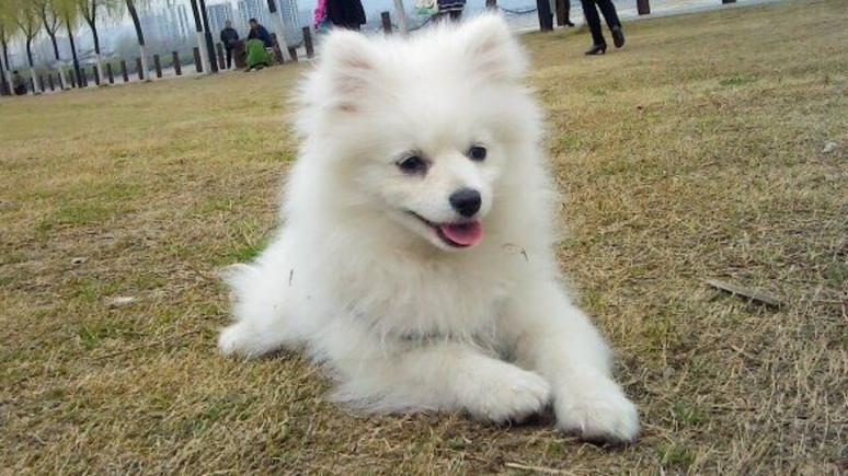 你的星座和生肖配对,你的星座和你的属相是什么