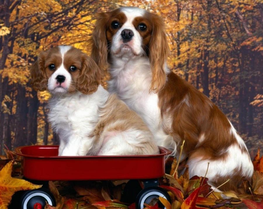 你的星座和生肖配对,你的星座和你的属相是什么