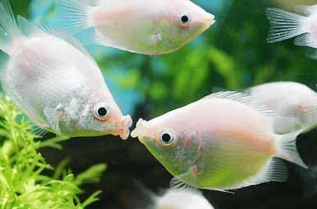 你的星座和生肖配对,你的星座和你的属相是什么