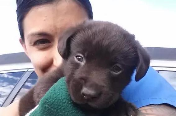 刚出生的小拉布拉多上颚裂,拉布拉多唇腭裂怎么喂活