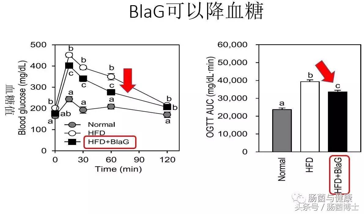 同样是双歧杆菌，你咋就可以减脂呢？