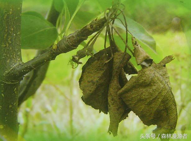 什么是梨树的火疫病,梨树火疫病偏方