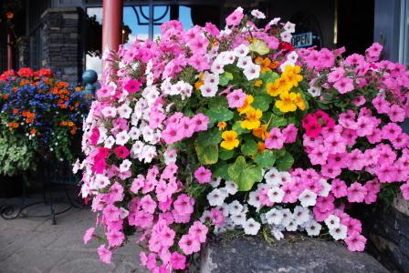 干枯的花怎么救活,花干枯了怎么救活