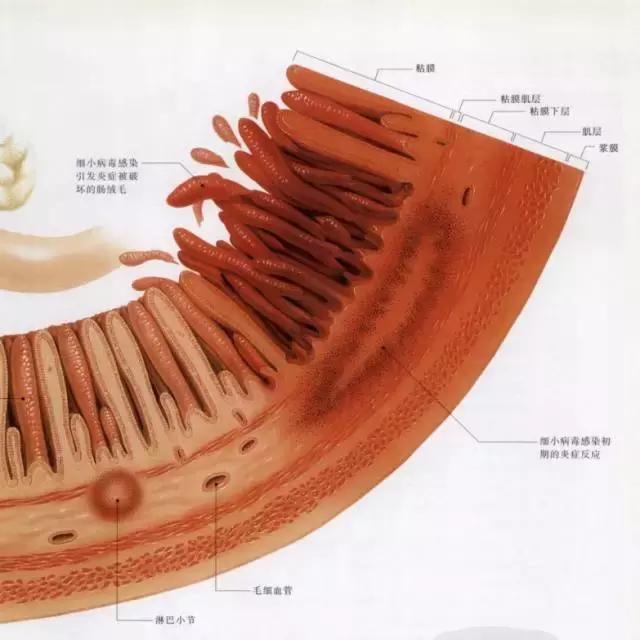 针对幼猫，为何猫瘟是头号杀手？宠物医生详解猫瘟的防与治