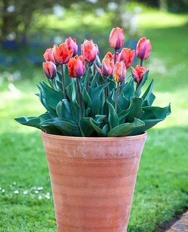 家有萌宠专治各种动物,家有萌宠专治什么病