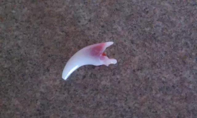 狗狗双排牙有什么影响吗,狗狗长了双排牙可以自行脱落吗