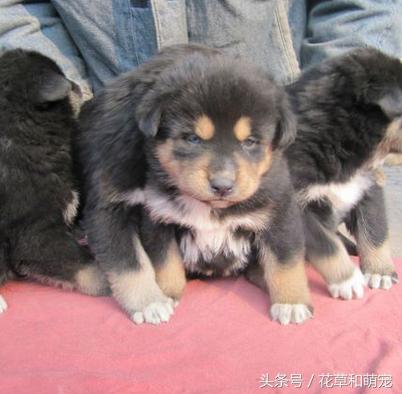 双血统哈士奇和二哈体型,哈士奇和藏獒哪一个厉害