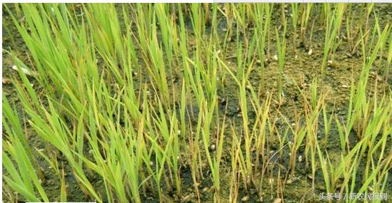 农作物施肥过量怎么补救,农作物施肥过量怎样救补