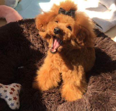 宠物常识大全书,宠物泪痕去除最好的方法