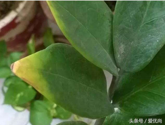 金钱树叶片发黄怎么解决,盆栽金钱树叶子黄了是什么原因