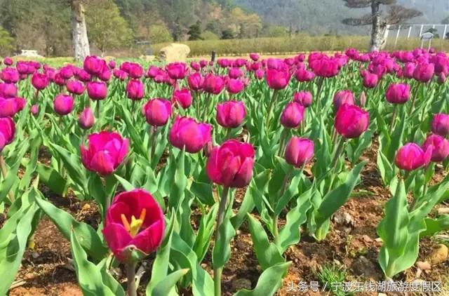 花讯播报泡汤赏花SPA住客房，只在南苑花博园！