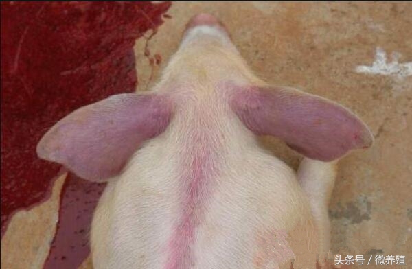 育肥猪身上发紫怎么治疗最好,育肥猪皮肤发红怎么回事怎么治疗