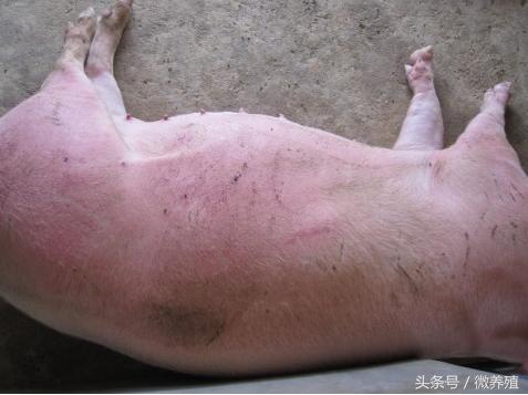 育肥猪身上发紫怎么治疗最好,育肥猪皮肤发红怎么回事怎么治疗