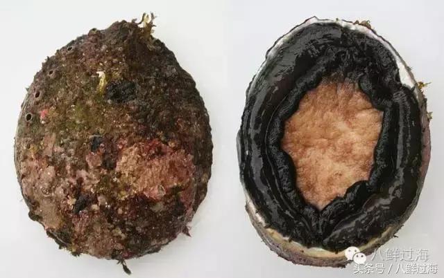 澳洲海鲜什么值得推荐,去澳大利亚可以带的食品有哪些