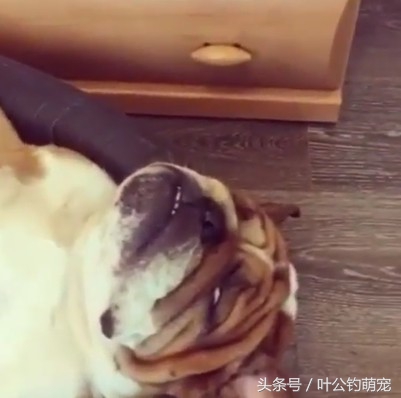 猫咪疼痛能睡着不,猫咪老是撅屁股来回蹭是怎么回事