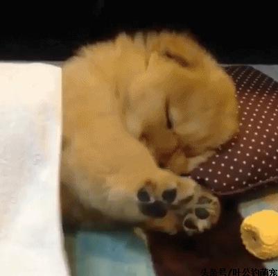 猫咪疼痛能睡着不,猫咪老是撅屁股来回蹭是怎么回事