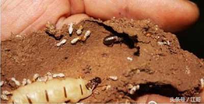 老大爷家里的“闹鬼凶手”，藏在墙壁里四十年，身材肥大