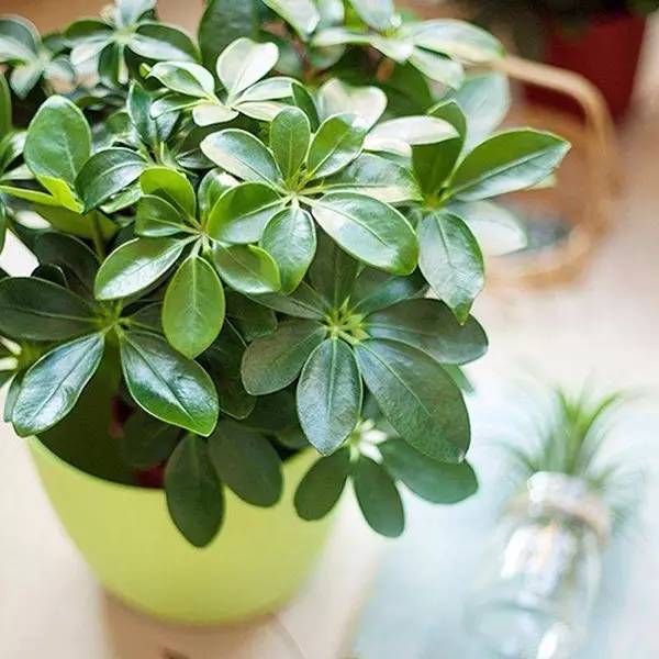 家有萌宠专治各种动物,家有萌宠专治什么病