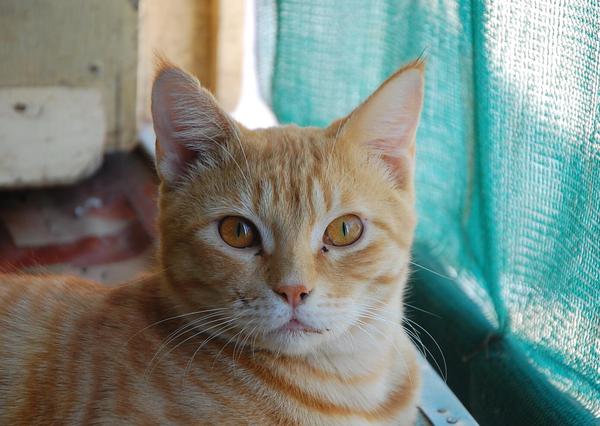 大宋的阿曼日记：中国人买三手日产达特桑280ZX