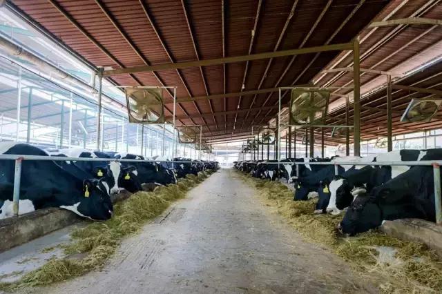 被央视通报过的奶粉品牌,被央视点名的网红奶茶