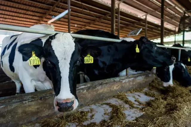 被央视通报过的奶粉品牌,被央视点名的网红奶茶