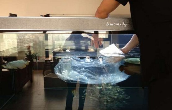 龙鱼腹鳍恢复过程,龙鱼拔鳞手术需要关注什么