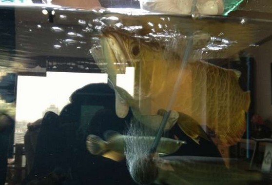 龙鱼腹鳍恢复过程,龙鱼拔鳞手术需要关注什么