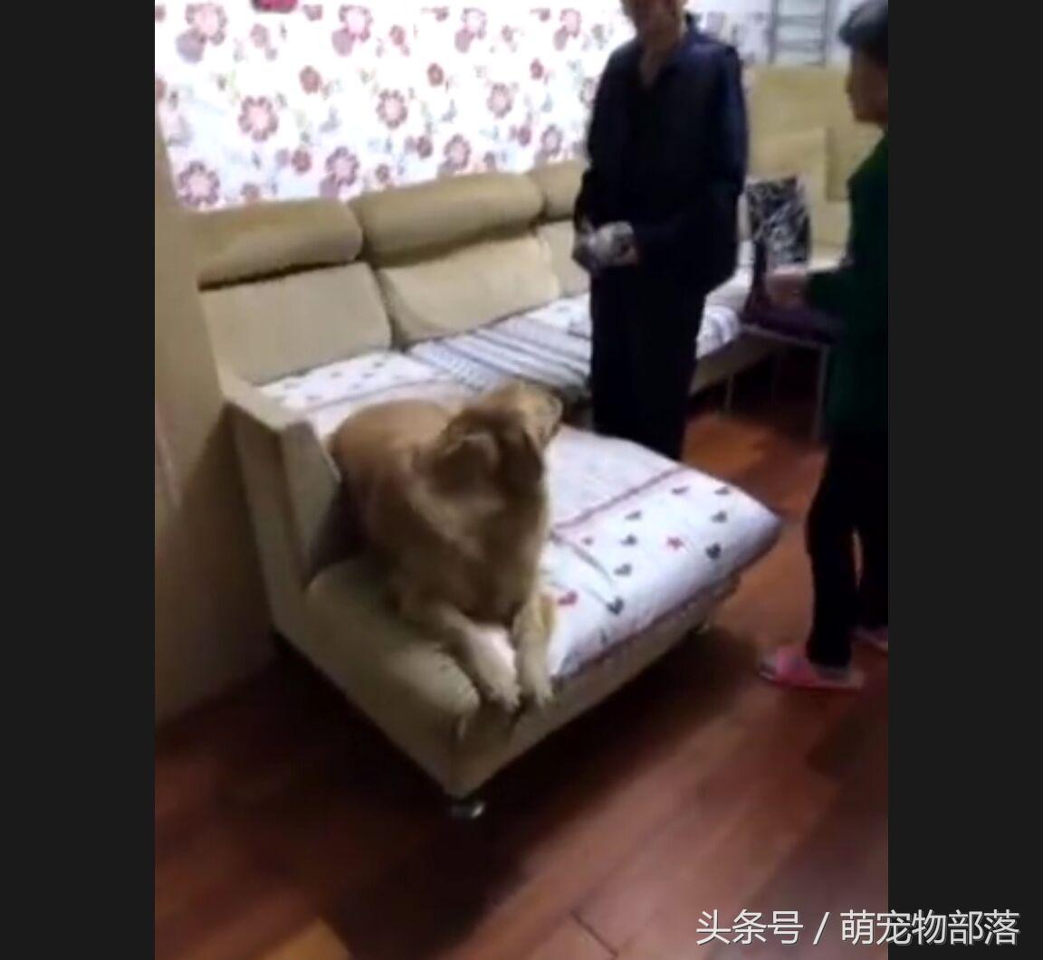 主人回来家里是大金毛瞬间变成柔弱小狗，这可让真正小狗气坏了