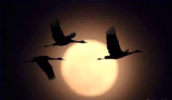 云巅之上,云巅之上云安之素