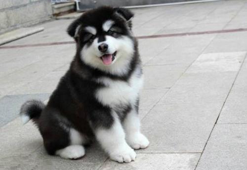 阿拉斯加和阿拉斯加雪橇犬,阿拉斯加犬掉毛怎么回事