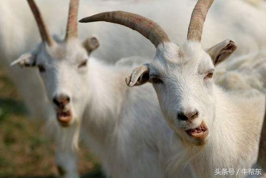 羊有机磷农药中毒喝白糖有用吗,羊有机磷中毒症状