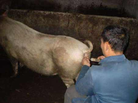 猪人工授精与产业化工程,猪人工授精技术的推广与应用