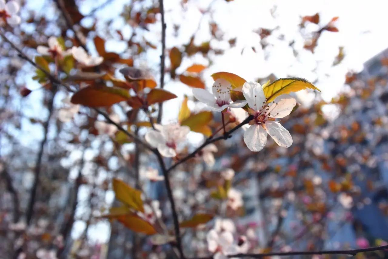 临港为什么那么多公园,宜宾临港公园