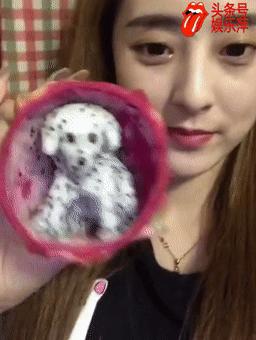 顶配斑点狗,斑点狗推荐吗