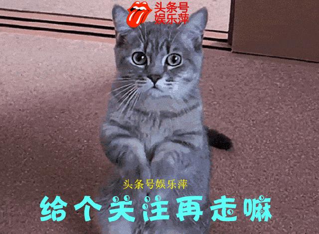 顶配斑点狗,斑点狗推荐吗