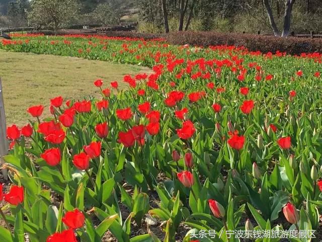 花讯播报泡汤赏花SPA住客房，只在南苑花博园！