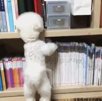 猫咪疼痛能睡着不,猫咪老是撅屁股来回蹭是怎么回事