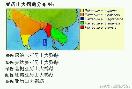 亚历山大鹦鹉的说话视频,亚历山大鹦鹉有分大小体吗